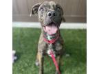 Adopt Lennox a Mixed Breed