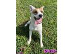 Adopt River a Terrier, Mixed Breed