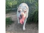 Adopt Peaches a Pit Bull Terrier