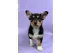 Adopt Tori a Cardigan Welsh Corgi, Mixed Breed