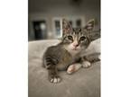 Adopt Milwaukee a Tabby