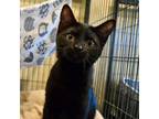 Adopt Pandora a Domestic Short Hair