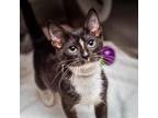 Adopt Zana a Domestic Short Hair