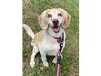 Adopt Carly a Beagle