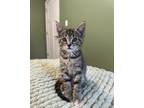 Adopt Fester a Domestic Short Hair