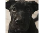 Adopt Laci a Black Labrador Retriever