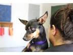 Adopt Cleo a Miniature Pinscher, Mixed Breed