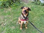 Dog for adoption - Oliver-Funny, affectionate, playful, a Shepherd Mix