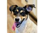 Adopt Cassidy a Rat Terrier, Parson Russell Terrier