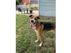 Adopt DJ Jazzy Jasmine a Shepherd