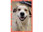 Adopt Bandit a Great Pyrenees, Husky