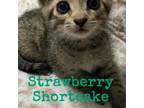 Adopt Strawberry Short Cake a Domestic Short Hair