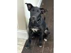 Adopt Monica a Catahoula Leopard Dog, Shepherd