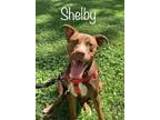 Adopt Shelby a Pit Bull Terrier