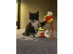 Adopt Bellatrix a Domestic Medium Hair