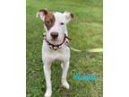 Dog for adoption - WRIGLEY, a Pointer & Terrier Mix