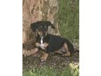 Adopt Marta a Dachshund, Mixed Breed