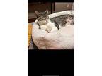 Fiona, Domestic Shorthair For Adoption In Pitman, New Jersey