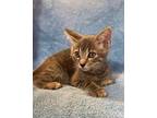 Cola, Domestic Shorthair For Adoption In Melville, New York