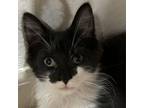 Adopt Tangle a Domestic Long Hair