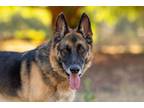 Adopt Maxwell a German Shepherd Dog