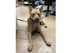 Adopt Fat Boy a Shepherd, Pit Bull Terrier