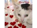 Adopt Herbie a Turkish Van, Domestic Short Hair