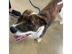 Adopt Sonny a Parson Russell Terrier, Beagle