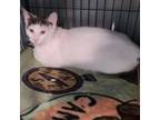 Adopt Miko a Domestic Short Hair