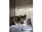 Adopt Schnitzel a Domestic Short Hair