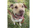 Adopt Anthony a Mixed Breed