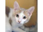 Adopt Yuri a Domestic Short Hair