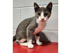 Adopt Harbard a Domestic Short Hair