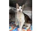 Adopt Silent Bob a Domestic Short Hair