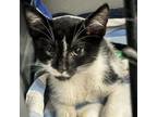 Adopt Miller a Domestic Short Hair