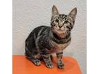 Adopt Stewart a Domestic Short Hair, American Bobtail