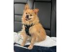 Adopt Levie a Pomeranian