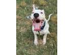 Adopt Rocco a Dalmatian, Mixed Breed