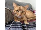 Adopt Big Boy a Domestic Short Hair