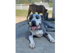 Adopt 2408-1057 Kyzor a Pit Bull Terrier