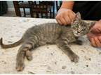 Adopt Allen a Domestic Short Hair