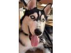 Adopt Bricks a Siberian Husky