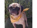 Adopt Dash a Pug