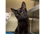 Adopt Yin a Domestic Short Hair