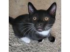 Adopt Rosen a Domestic Short Hair