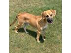 Adopt Kit a Black Mouth Cur, Mixed Breed