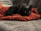 Adopt Laszlo a Domestic Short Hair