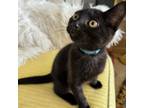 Adopt Gus a Domestic Short Hair