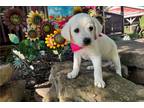 Labrador Retriever Puppy for sale in Springfield, MO, USA