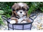 Shih Tzu Puppy for sale in Fort Wayne, IN, USA